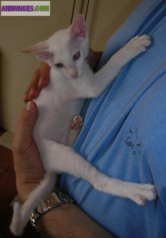 SPHYNX PETERBALD chaton mâle disponible (:Siamois/Oriental nu,velours,brush)