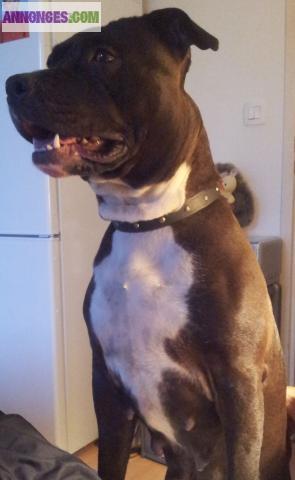 A réserver chiots American Staffordshire Terrier