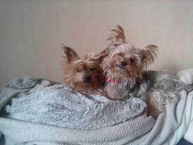 Chiot yorkshire terrier