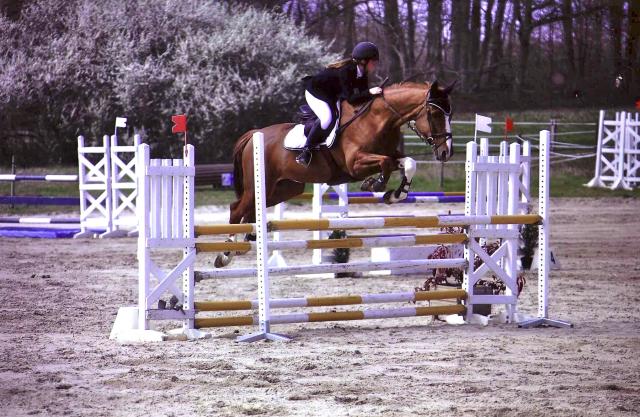 Adorable jument selle francaise de 10 ans a donner 