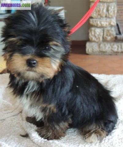 Adorable chiot yorkshire