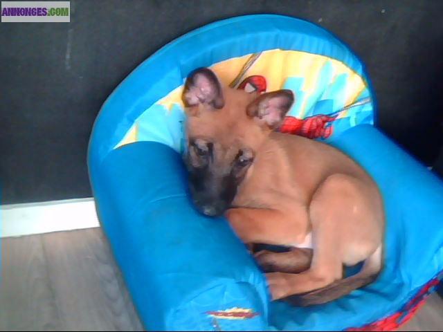 Chiot malinois