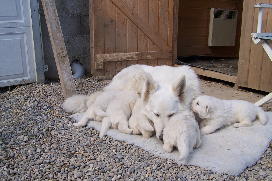 Chiots berger blanc suisse