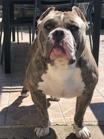 American Bully muscletones