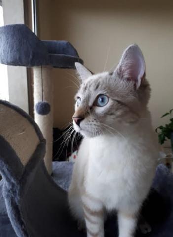 Garde d'animaux selon vos besoins en Région Parisienne - Je suis l'amie de vos Amis !