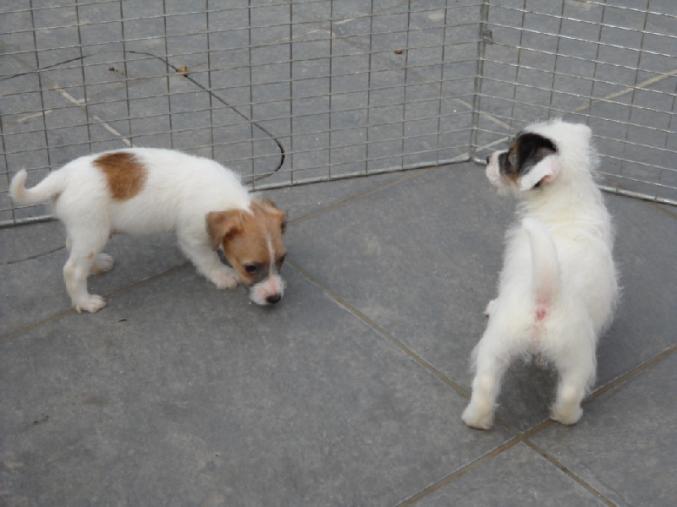 Magnifiques chiots de type jack russell non lof