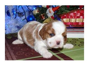 Chiots CAVALIER KING CHARLES