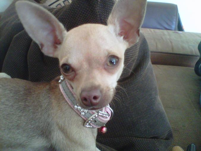 Famille d accueil pour chiens