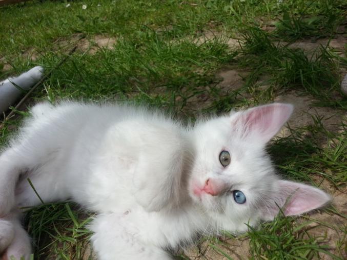 Adorable Chaton ANGORA TURC Blanc, yeux Vairons