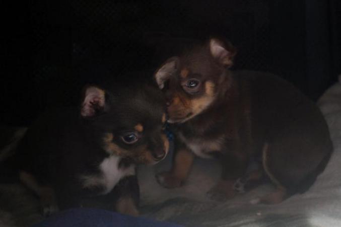 2 chiots chihuahua chocolat à donner