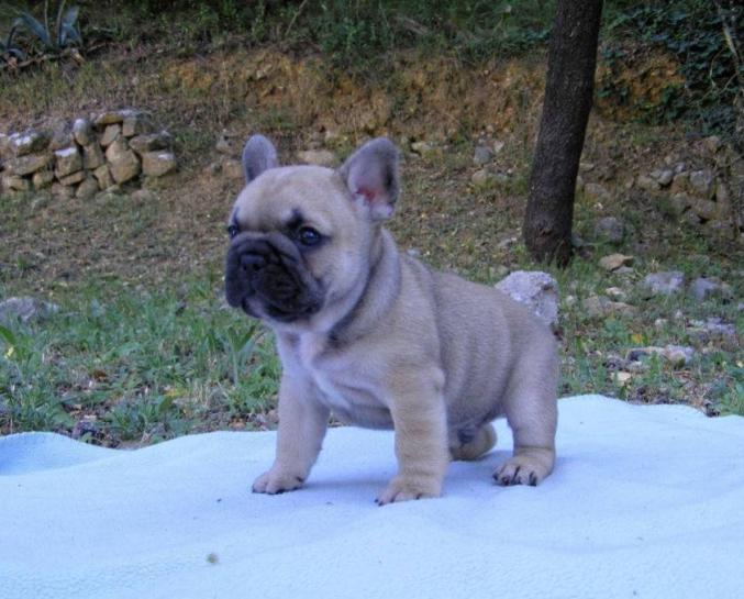 Bouledogue Français à donner contre bon soins