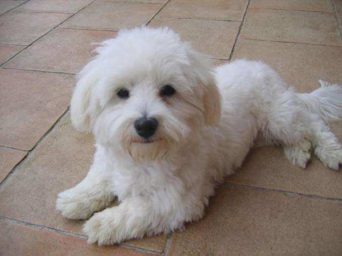 Chiots de type  bichon maltais non lof 