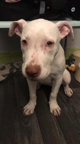 Chienne pitbull albinos