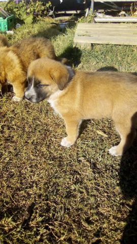 Chiots patou/malinois