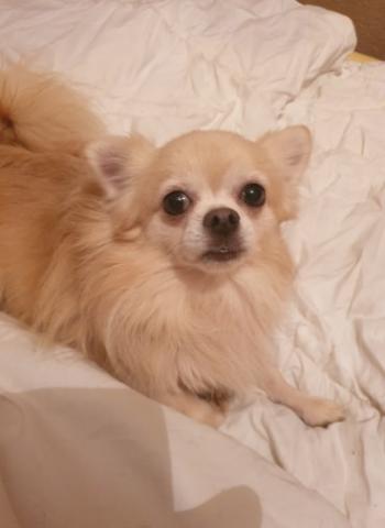 Chihuahua  a poil long 