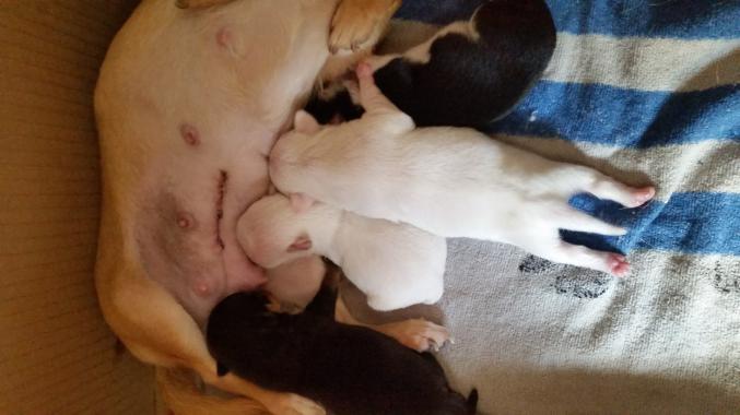 A vendre bébé chihuahua