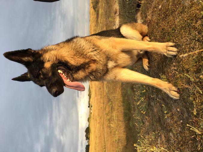 Chiots berger Allemand