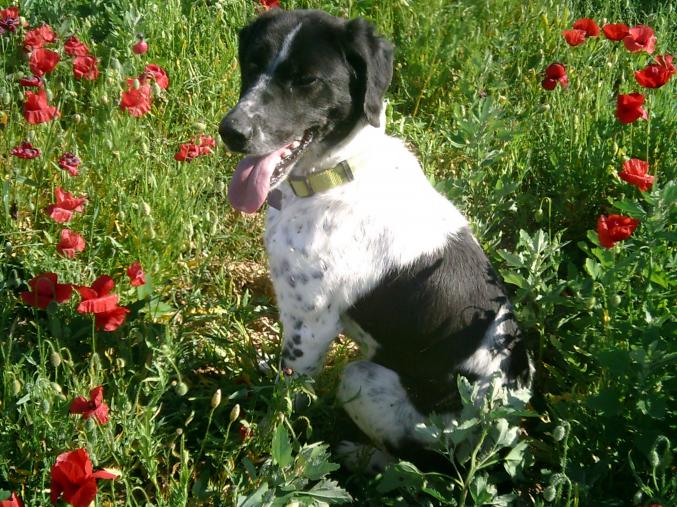 Cède épagneul français femelle