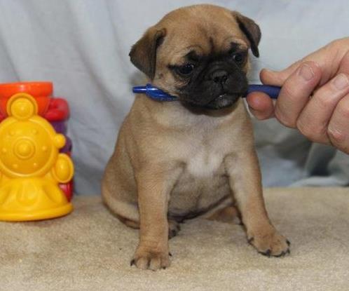 Chiots carlin disponible pour bonne maman