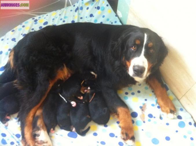 CHIOTS BOUVIER BERNOIS LOF