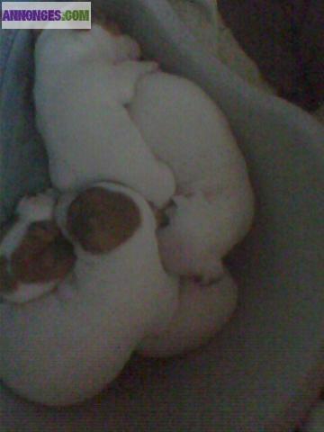 Chiots jack russel