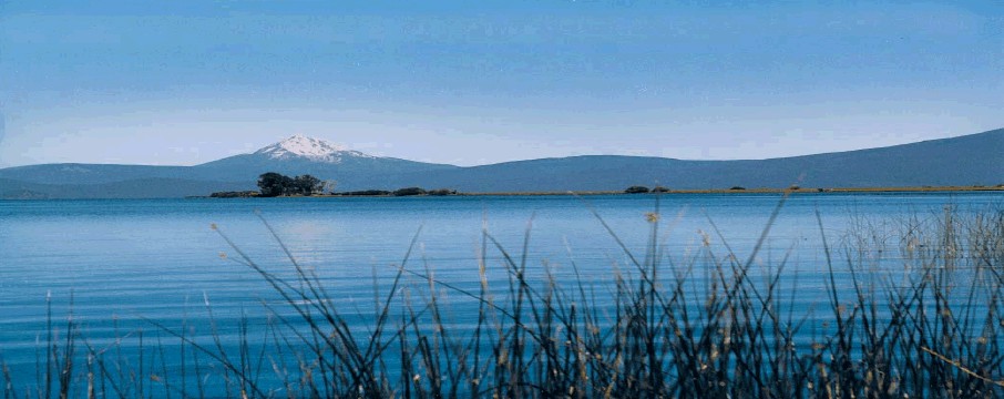 LES BIENFAITS DE L'ALGUE BLEU VERT (A.F.A)