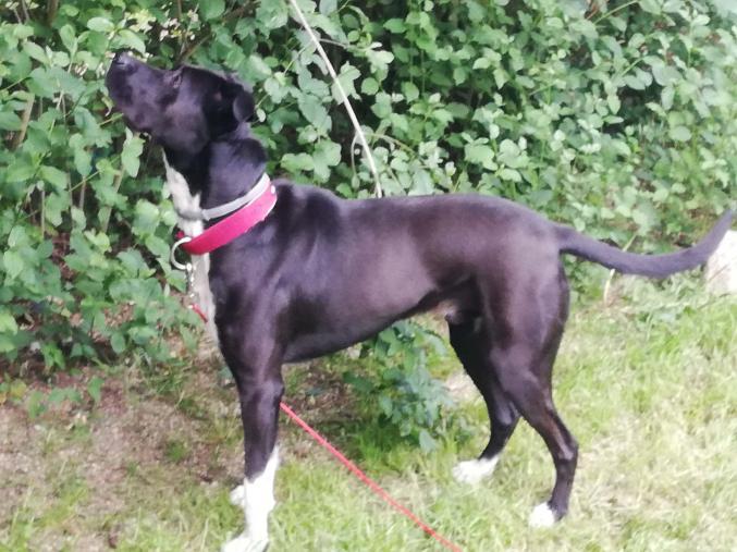 Donne contre bon soins 