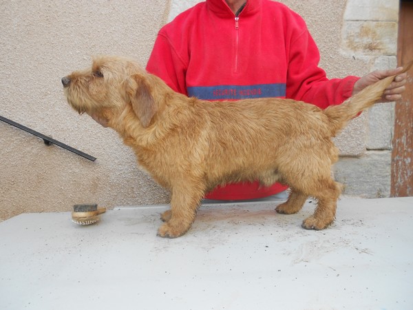 Basset Fauve de Bretagne LOF