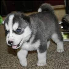 Chiot de type husky Sibérien 