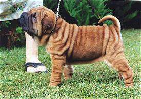 Superbes chiots de type shar pei lof