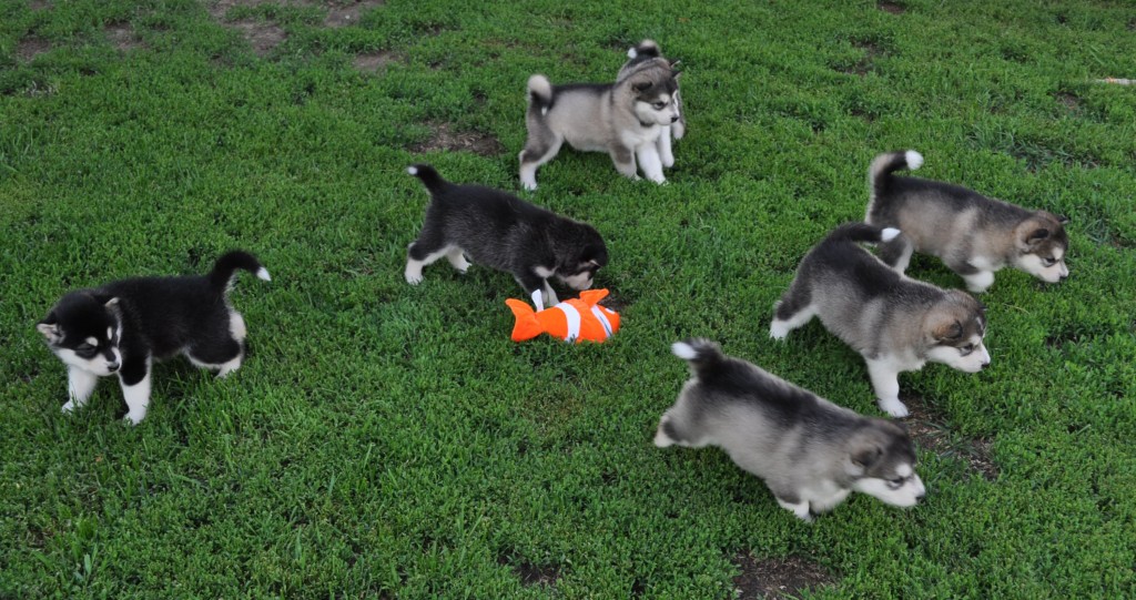 Magnifiques chiots Malamute de l'Alaska LOF