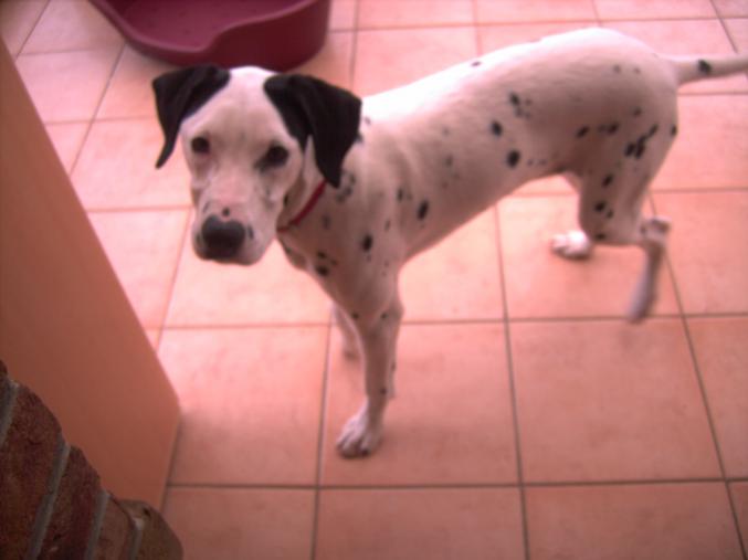 échange de garde de chien pendant les vacances