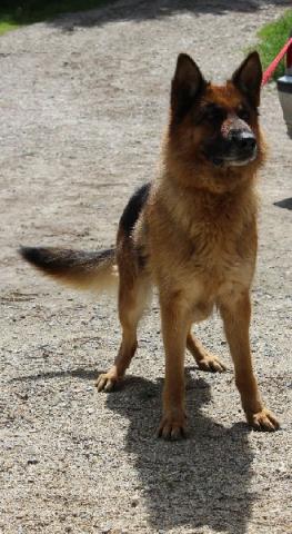 Recherche de toute urgence un garde animaux