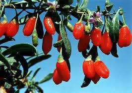 PLANTS DE   GOJI    1,10 m ,  acclimatés et  enracinés