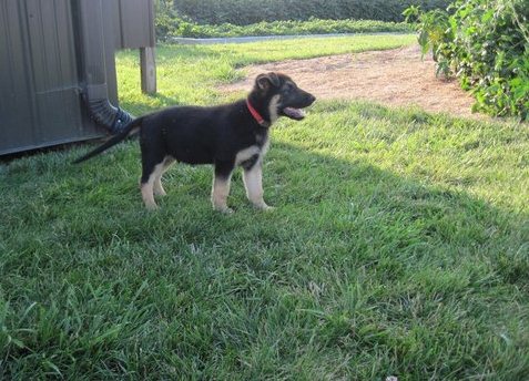 Chiots de berger allemand prêts à partir