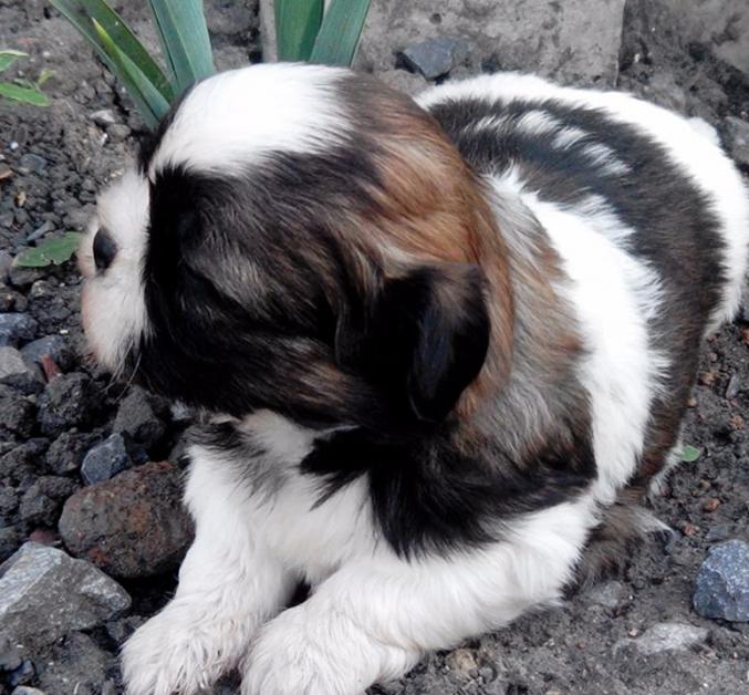 Cède chiot shih tzu non lof