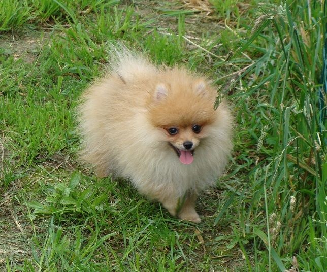 Superbes chiots Spitz Nain Mâle et Femelle A DONNER