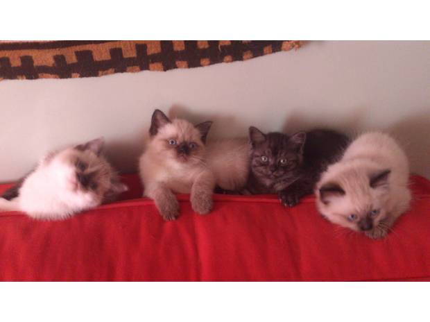 Vend chatons siamois croisés persan
