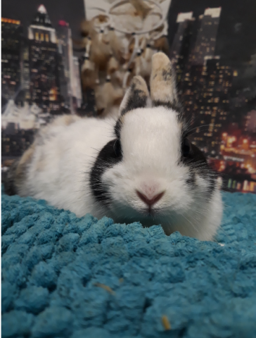 Lapin Nain , Prix Négociable