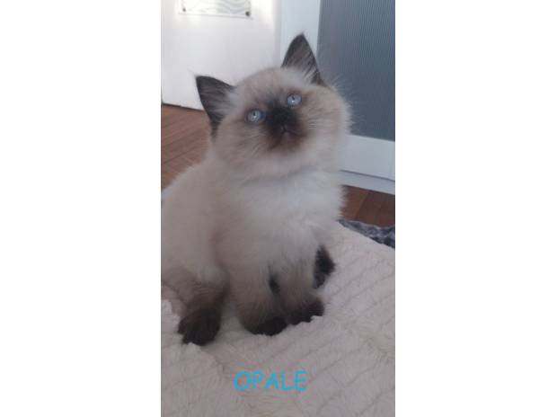 Vend chatons siamois croisés persan