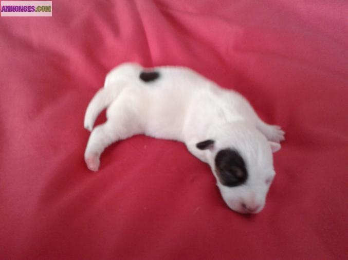 Vend chiots type jack russel