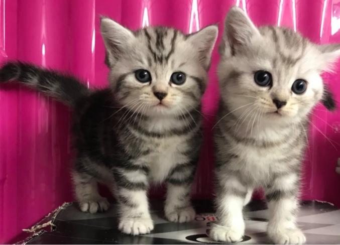 Magnifique Chaton British shorthair(Tigre blanc)