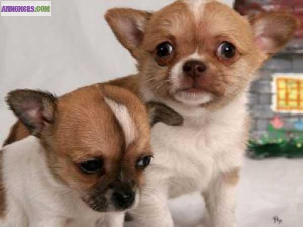 Don urgent de mes chihuahuas