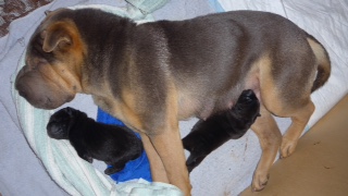 Vends adorables chiots type Shar Pei