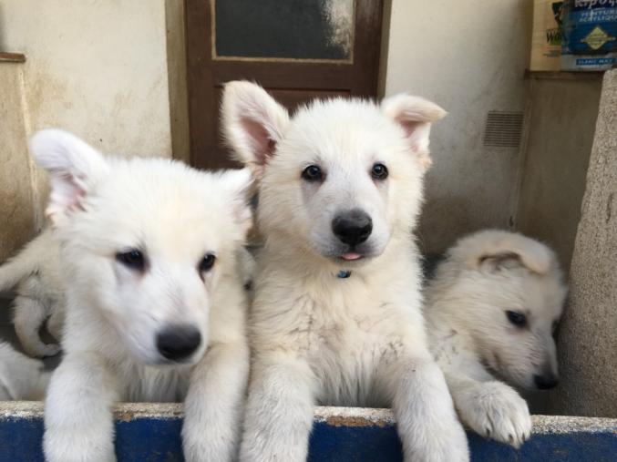 Berger Blanc Suisse LOF