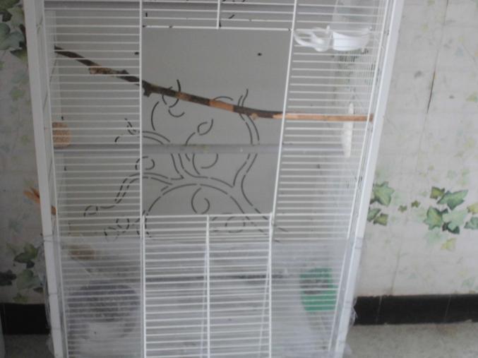 Cage perroquet