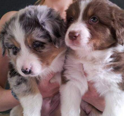 VENDS ADORABLES CHIOTS BERGERS AUSTRALIENS