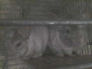 2 chinchilla belge et blancs de 1 ans 