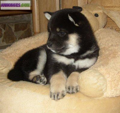 Chiots de type shiba inu a adopter