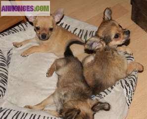 Urgent cherche famille pour adopter chihuahua